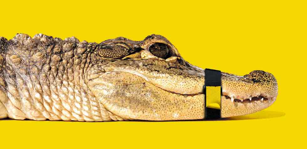 photo identite de marque scratch grip